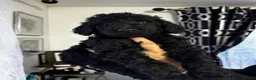 Standard Poodle dogs for sale: Last 2 boys ! KC Standard Poodles! Ready Now! - Advert 16