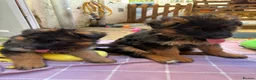 German Shepherd dogs for sale: KC German Shepherd puppies  - Advert 28