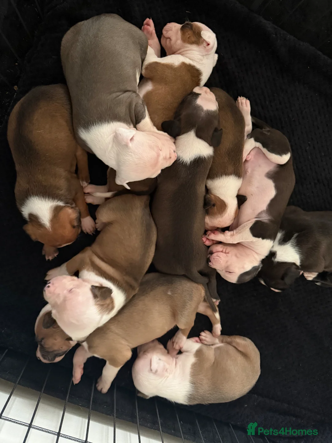 American Bull Staffy dogs for sale: Beautiful litter of American Staff pups - Advert 12