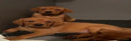 Labrador Retriever dogs for sale: Fox red Labrador pups - Advert 9