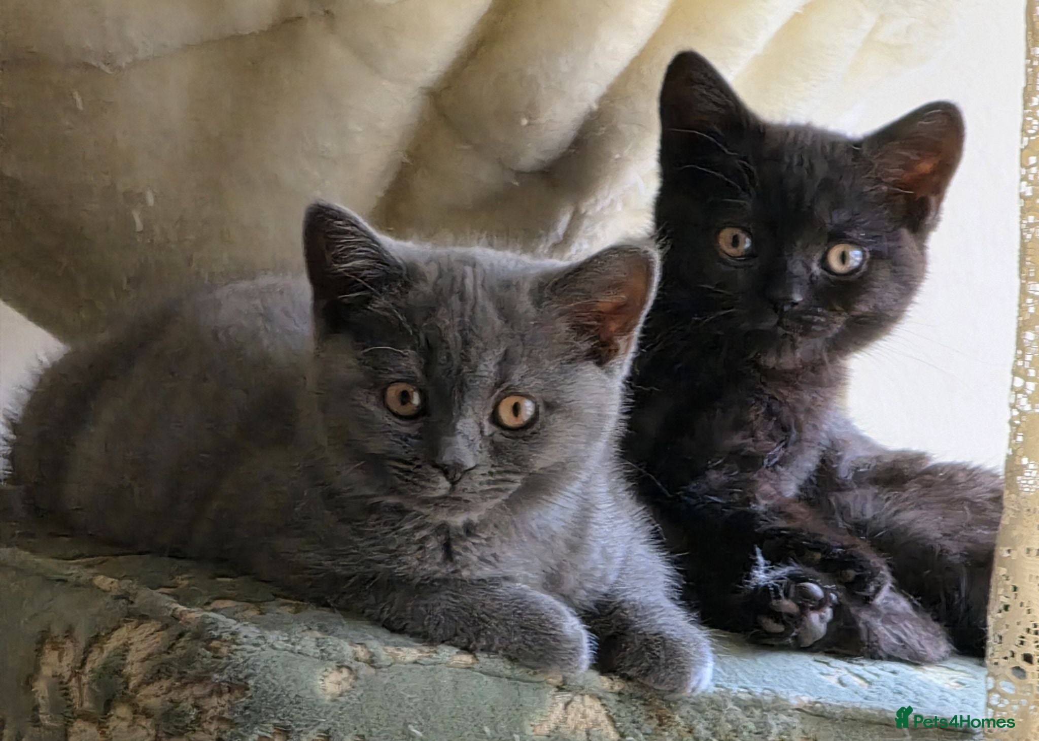 British Shorthair cats for sale: British shorthair kittens - Advert 1