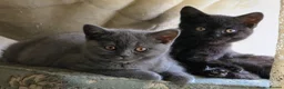 British Shorthair cats for sale: British shorthair kittens - Advert 1