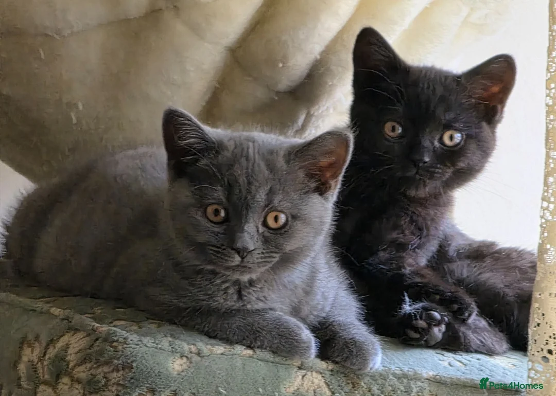 British Shorthair cats for sale: British shorthair kittens - Advert 1