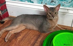 Abyssinian cats for sale: Abyssinian Kittens - Image 28