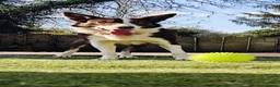 Border Collie dogs for sale: Stunning red and white girl - Advert 4