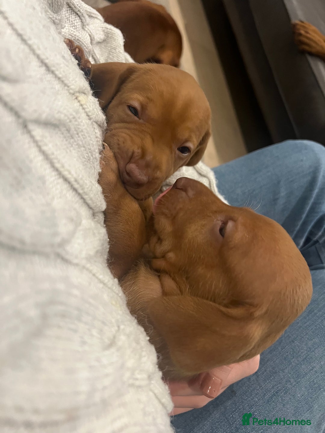 Hungarian Vizsla dogs for sale: Hookside x Skyrocket - Advert 11