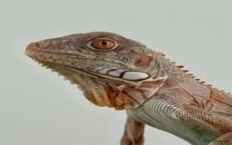 Iguana reptiles for sale: Iguana Snow Zero - Image 1