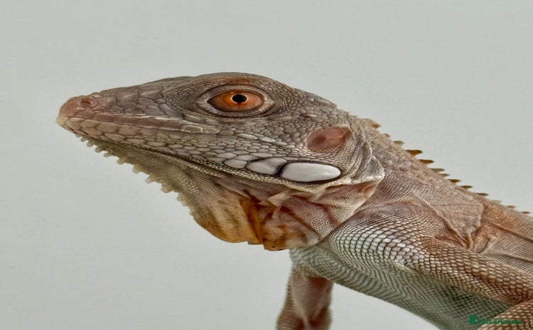 Iguana reptiles - Advert 8