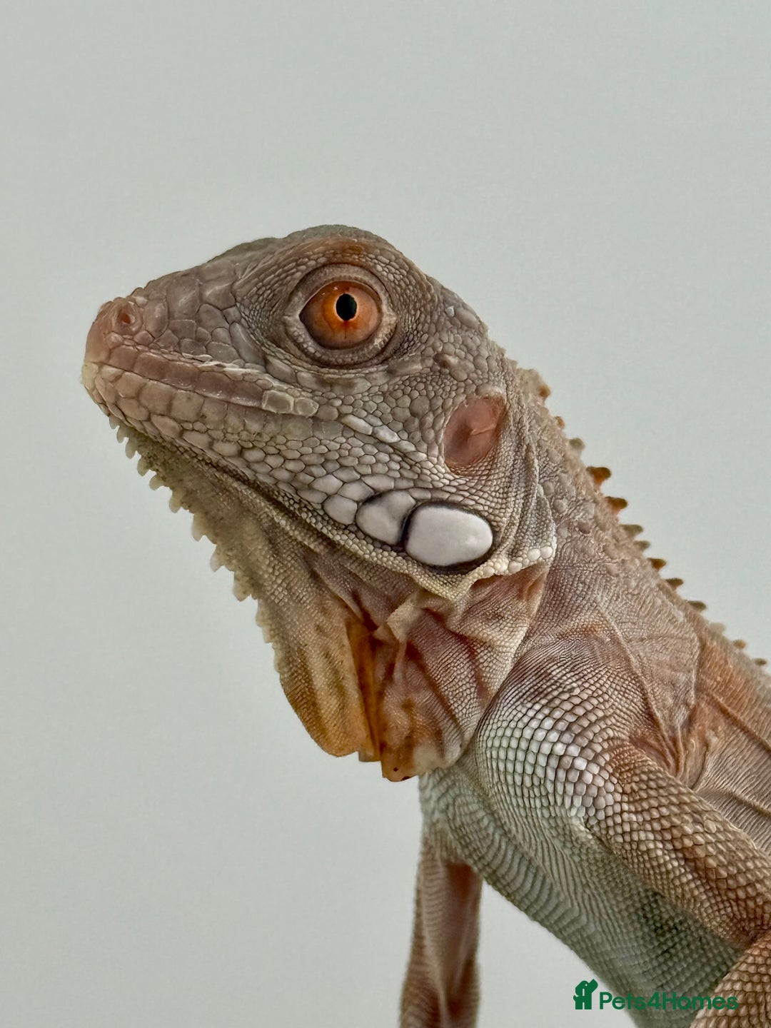 Iguana reptiles for sale: Iguana Snow Zero - Image 1