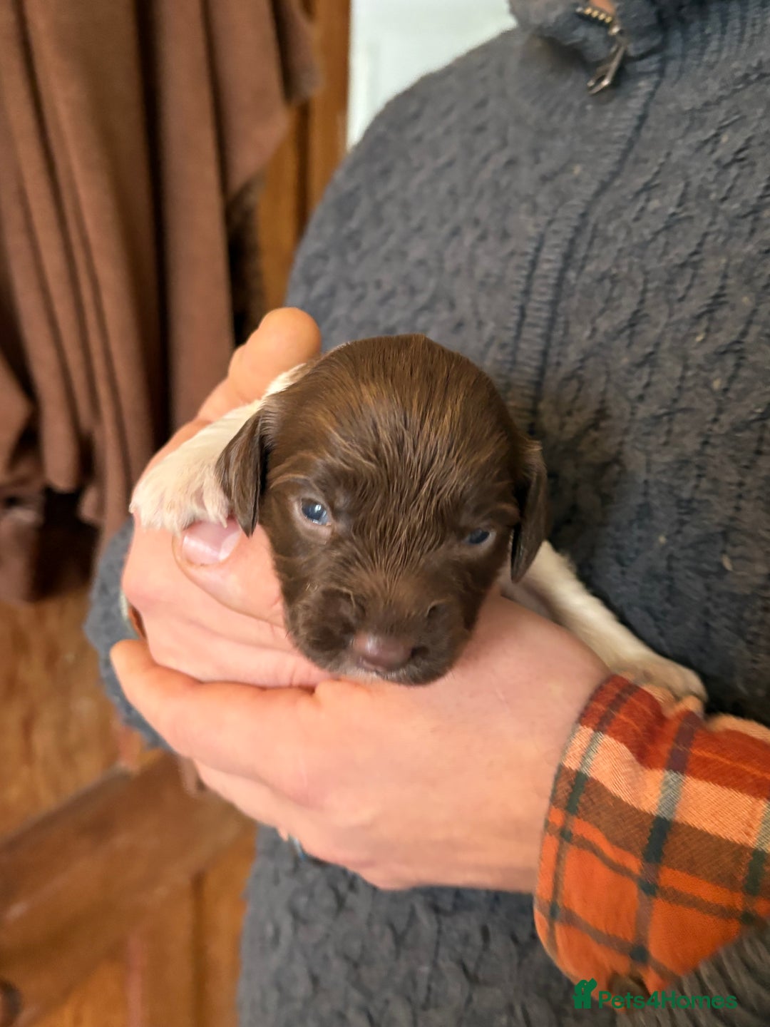 English Springer Spaniel dogs for sale: Beautiful litter of KC REG Puppies - Advert 16
