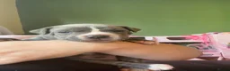 Mixed Breed dogs for sale: Staffordshire bull terrier x cane corso - Advert 2
