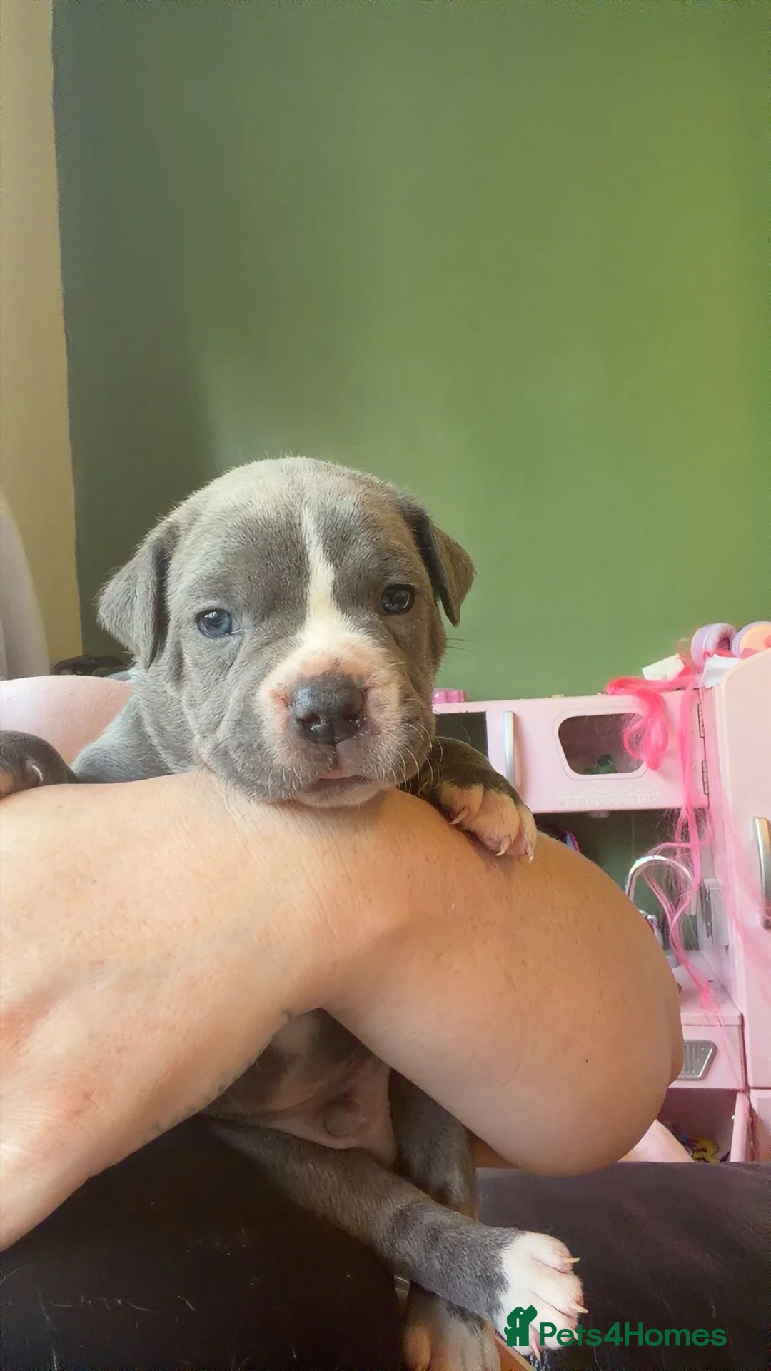 Mixed Breed dogs for sale: Staffordshire bull terrier x cane corso - Advert 2