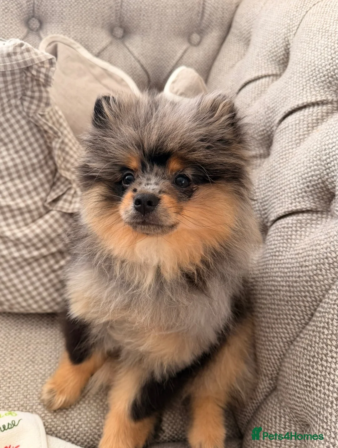Pomeranian dogs for sale: Pomeranian male puppies  - Advert 1
