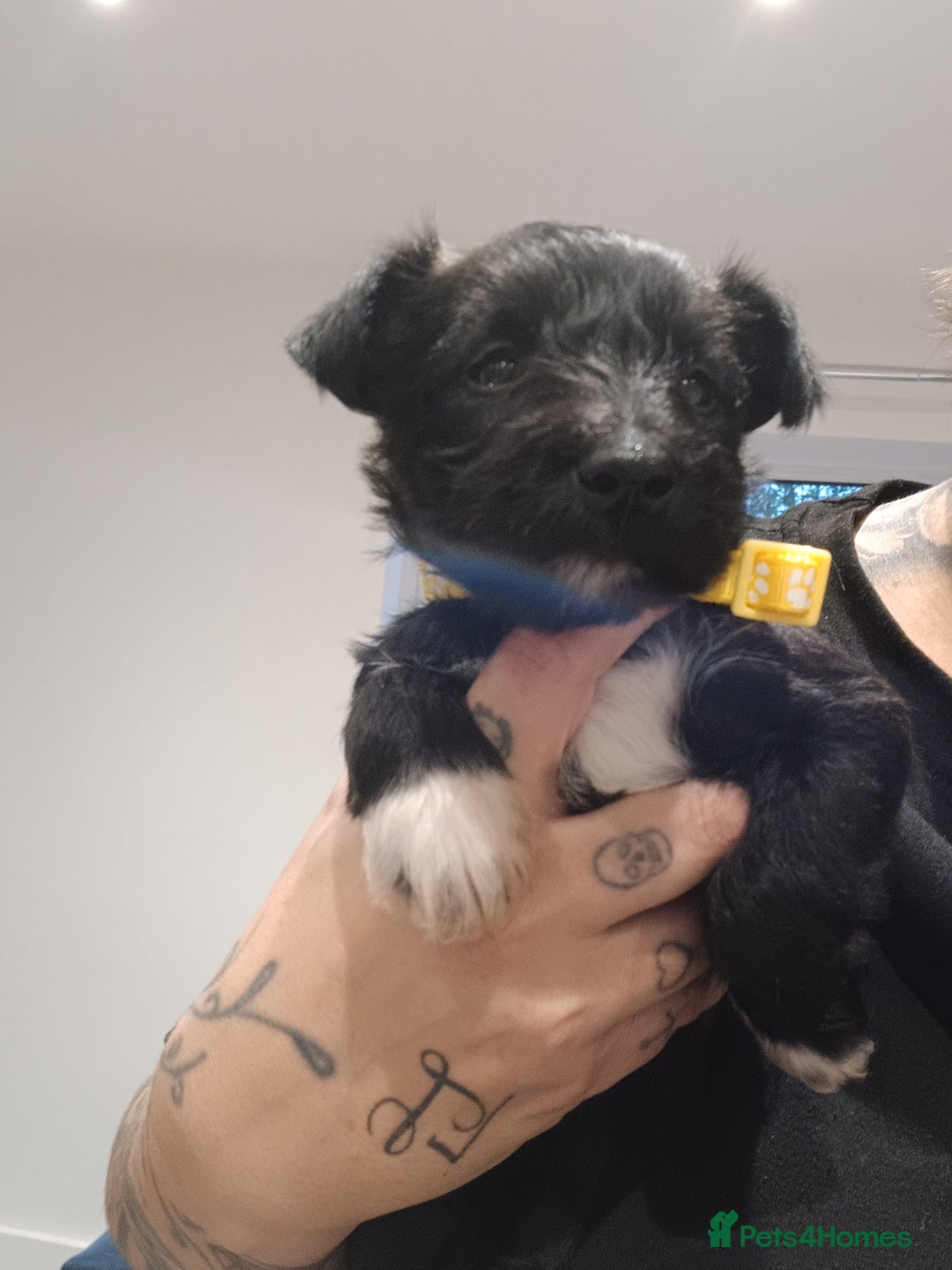Miniature Schnauzer dogs for sale: Miniature Schnauzers  - Advert 6