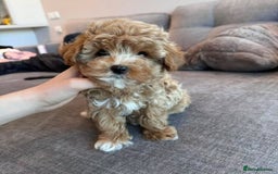 Maltipoo dogs for sale: adorable Maltipoo puppies for sale  - Image 2