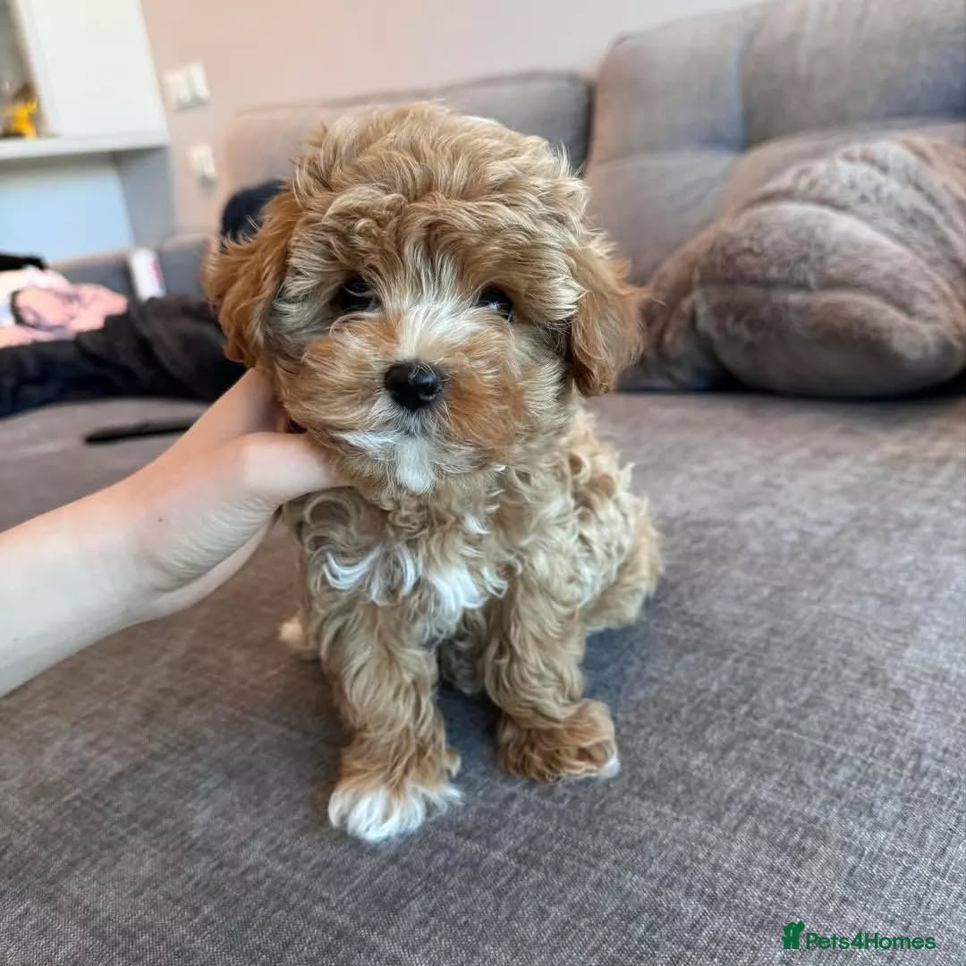 Maltipoo dogs for sale: adorable Maltipoo puppies for sale  - Image 2