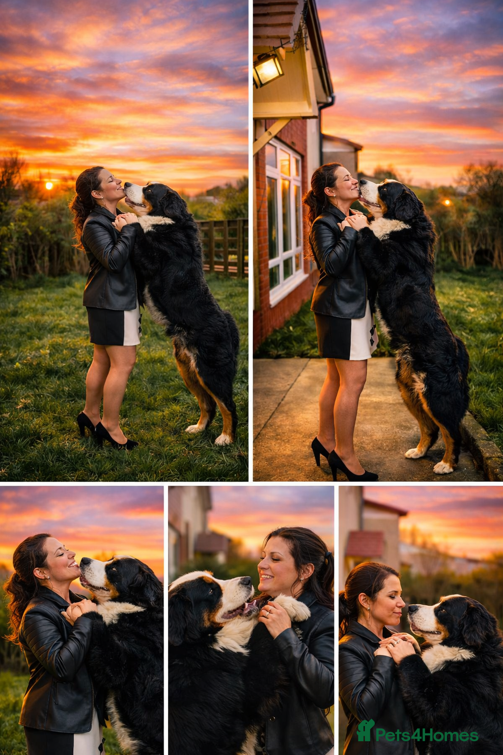 Bernese Mountain Dog dogs Bernese Mountain Dog stud service available - Advert 10