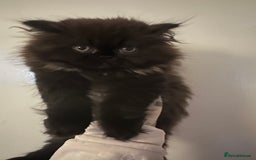 Persian cats for sale: Persian kitten for sale  - Image 2