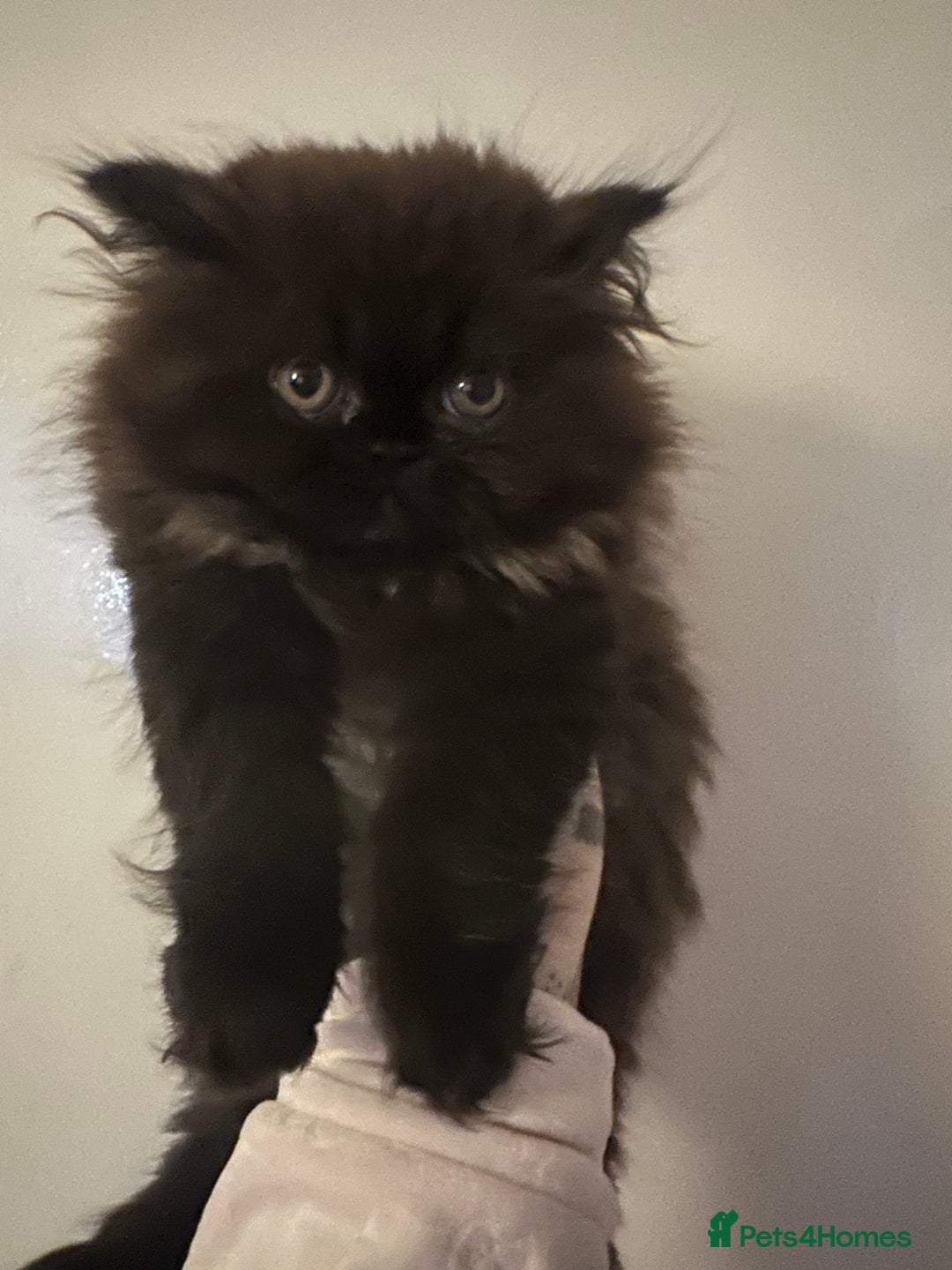 Persian cats for sale: Persian kitten for sale  - Image 2