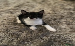 Norwegian Forest Cat cats for sale: Kittens with character  - Image 5