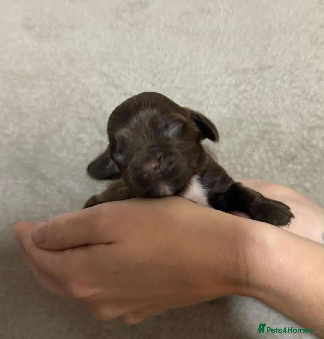 Sprocker dogs for sale: Beautiful sprocker pups for sale  - Advert 2