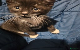 British Shorthair cats for sale: Stunning girls  - Advert 5