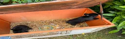 Netherland Dwarf rabbits for sale: Two black male Netherlands dwarfs - Advert 7
