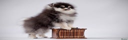 Pomeranian dogs for sale: Pomeranian champions  - Advert 8