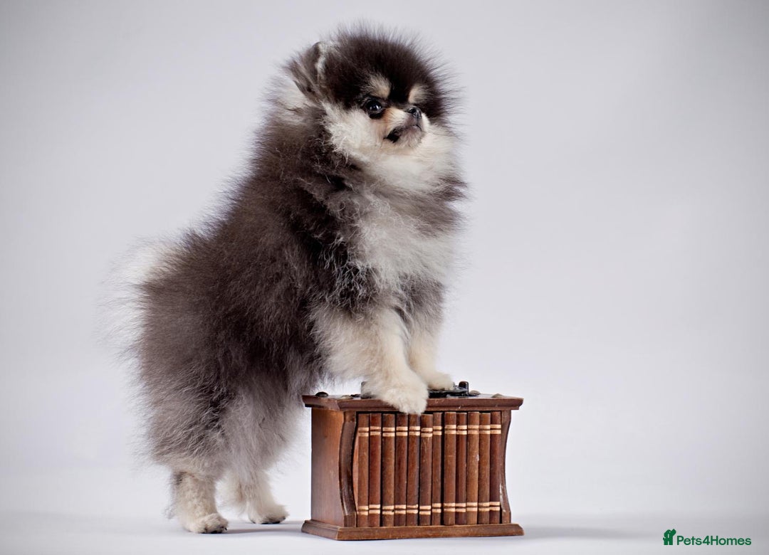 Pomeranian dogs for sale: Pomeranian champions  - Advert 8