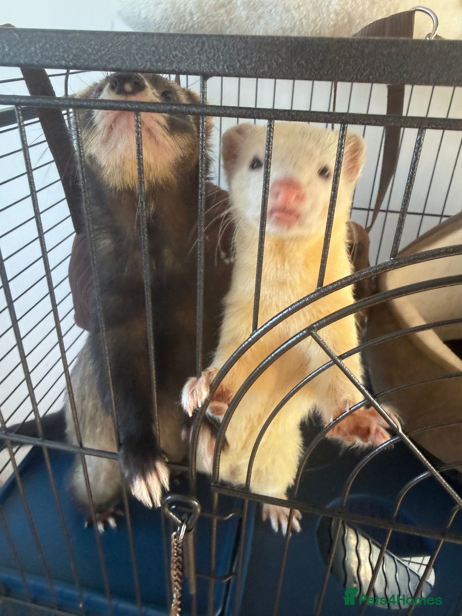 Ferret rodents 3 Year old Bonded Pair of Ferrets - Very Friendly - Advert 1
