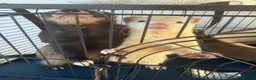 Ferret rodents for sale: 3 Year old Bonded Pair of Ferrets - Very Friendly - Advert 1
