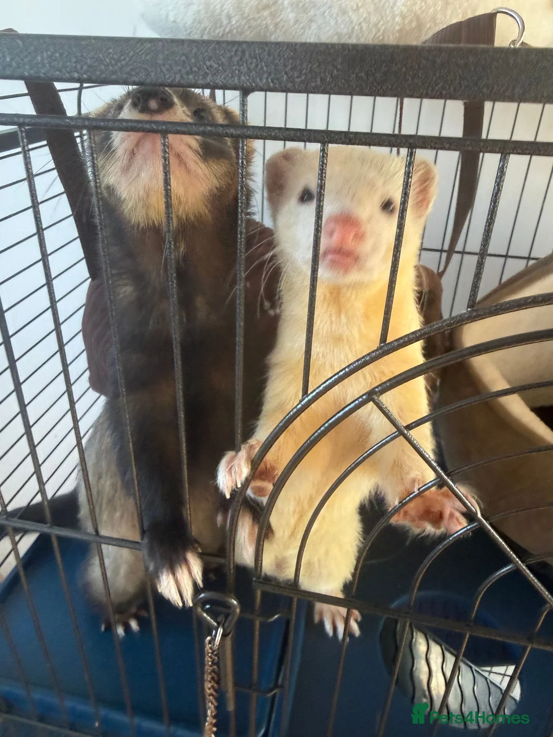 Ferret rodents for sale: 3 Year old Bonded Pair of Ferrets - Very Friendly - Advert 1