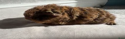 Guinea Pig rodents for sale: Male and Female Guinea Pigs for sale - Advert 7