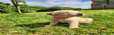 Labrador Retriever 10