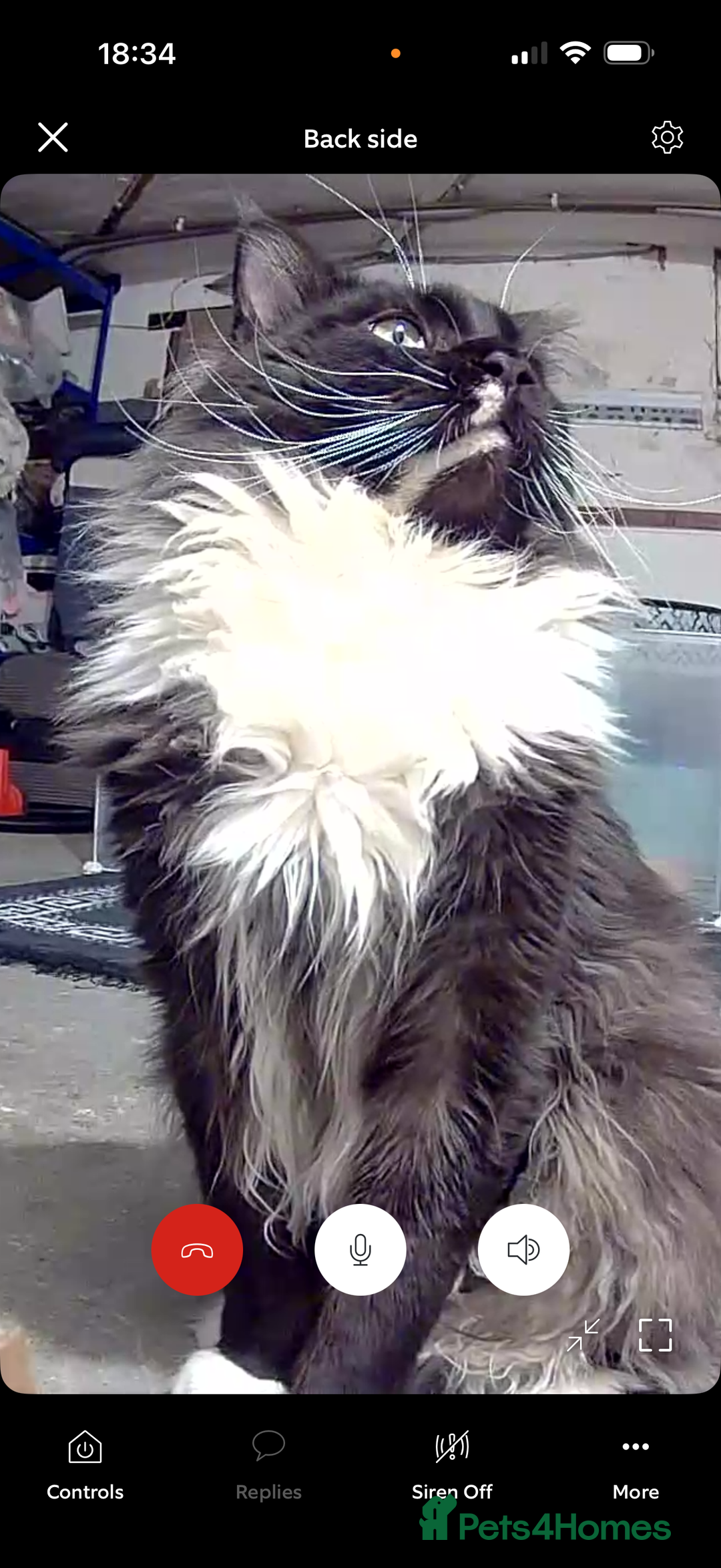 Maine Coon cats for sale: Mainecoon boy xx large  - Advert 18