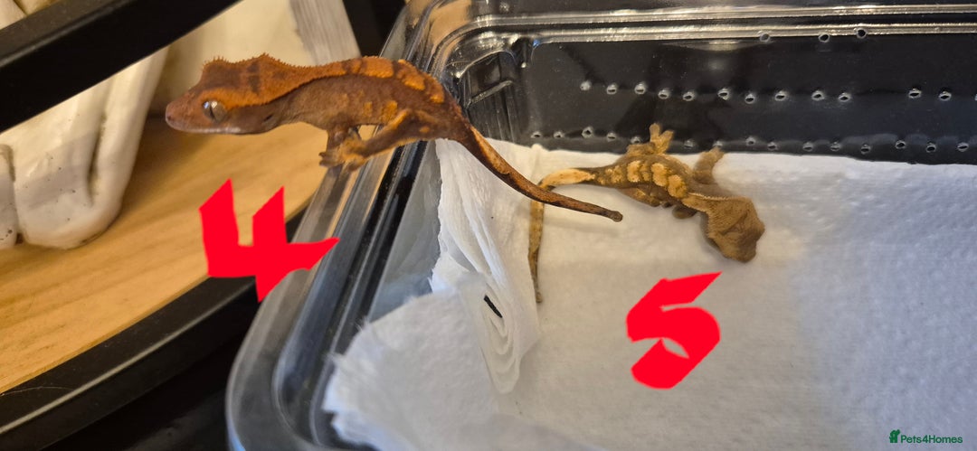 Gecko reptiles for sale: Crested Geckos in Liverpool - Image 9