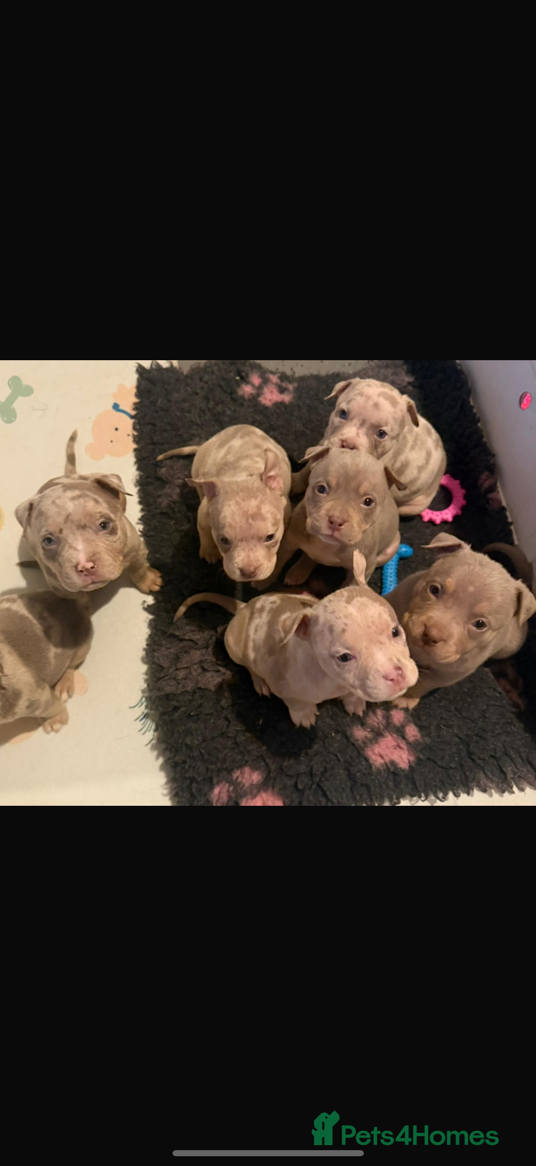 American Bully dogs for sale: ABKC pocket bullies - Ready to leave, wrong date  - Image 3