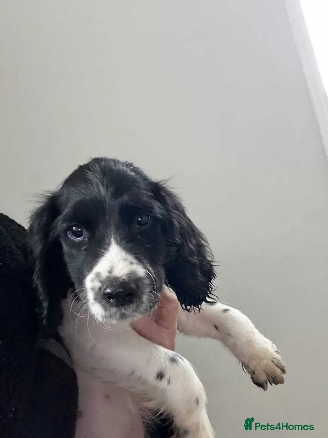 English Springer Spaniel dogs for sale: Springer spaniel  in Cambridge - Advert 1