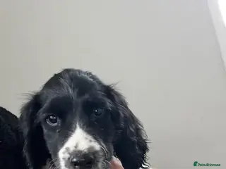 English Springer Spaniel dogs Springer spaniel - Advert 17