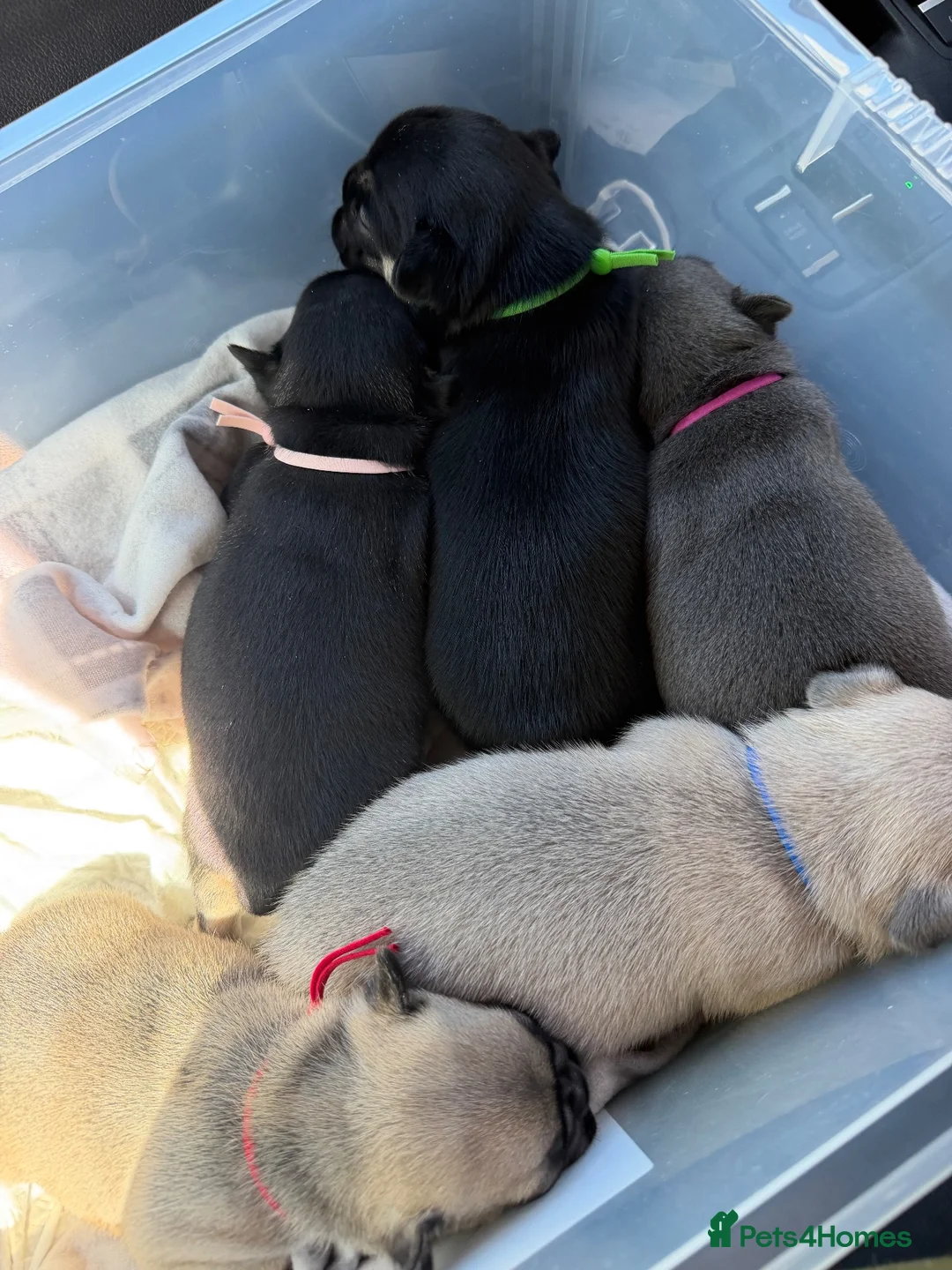 French Bulldog dogs for sale: 5 beautiful French bulldog puppies in Tamworth - Advert 2