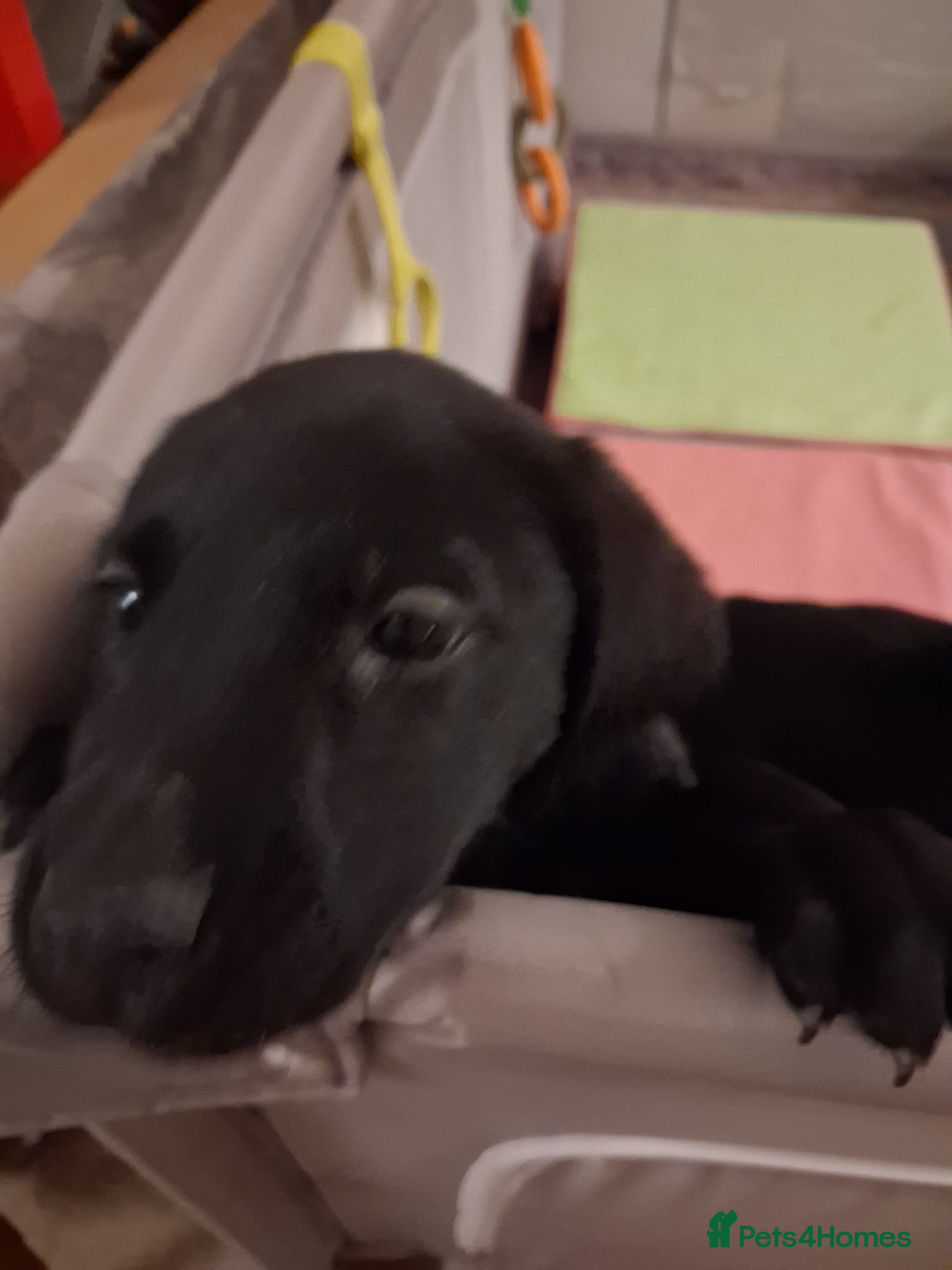Labrador Retriever dogs **LAST PUPPY, READY NOW** - Advert 3