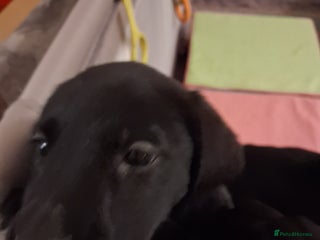 Labrador Retriever dogs **LAST PUPPY, READY NOW** - Advert 5