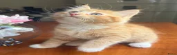 Mixed Breed cats for sale: Ginger Calico Tuxedo Kittens London-Richmond Sale - Advert 31