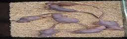 Rat rodents for sale: Baby Dumbo Rat's available, Males & Females  - Advert 12