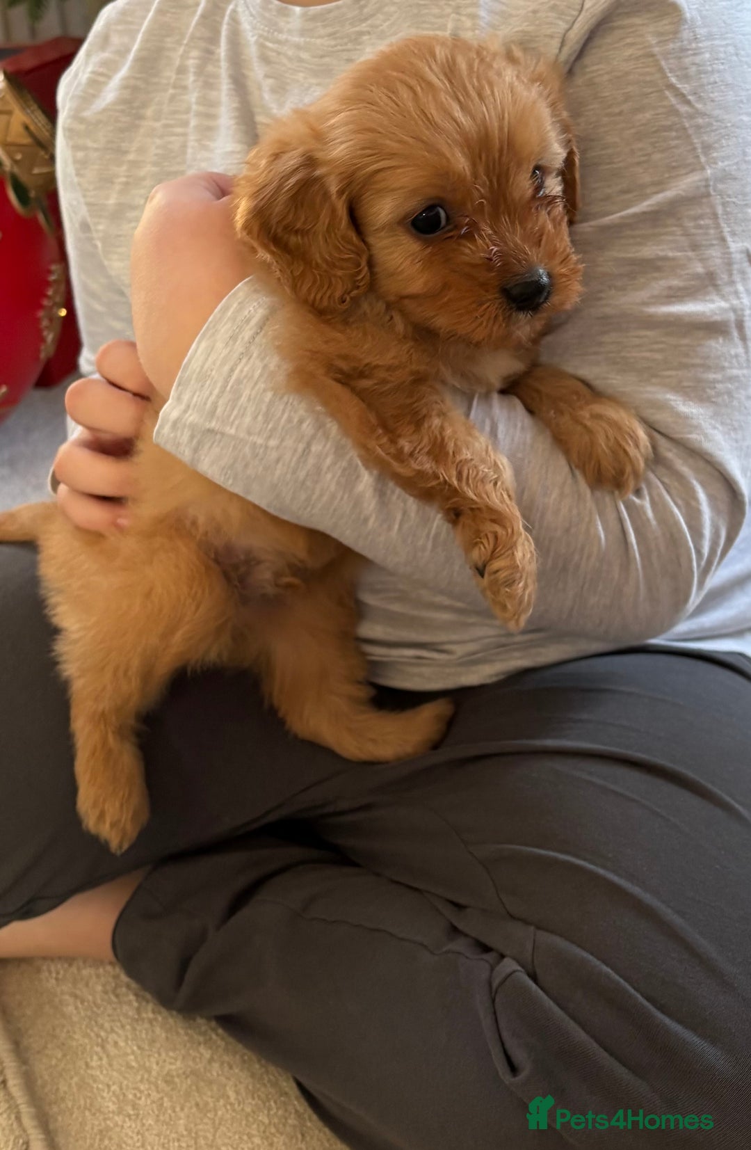 Cavapoo dogs for sale: F1 CAVAPOO PUPPIES 🐶  - Advert 15