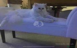 Persian cats for sale: ♥️🍃 ꨁ EXOTIC PERSIAN DOLL FACE KITTENS FOR SALE - Advert 2