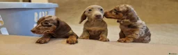 Miniature Dachshund dogs for sale: Mini dachshunds puppies  - Advert 3