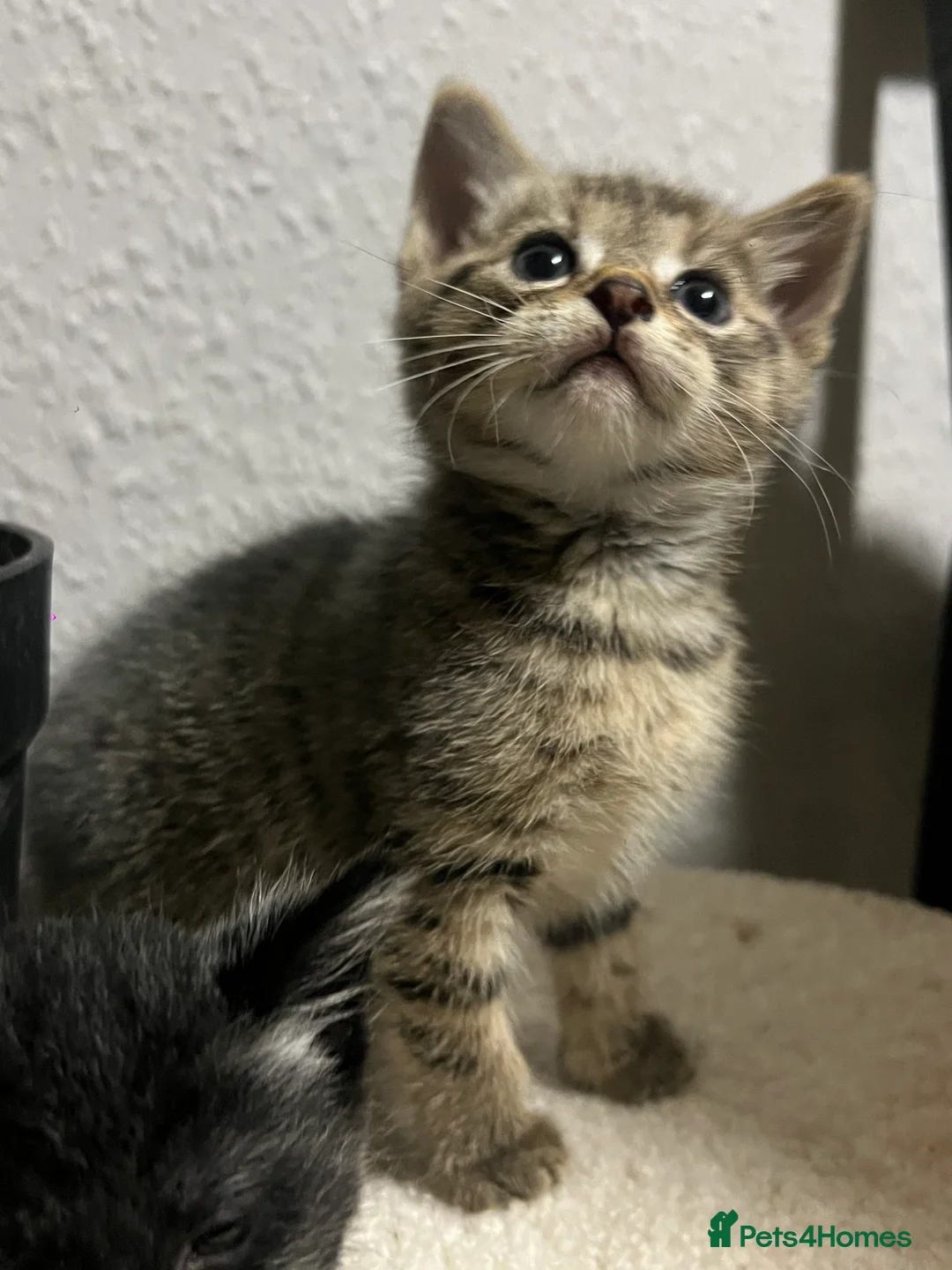 Mixed Breed cats for sale: 4 pretty kittens - Advert 2