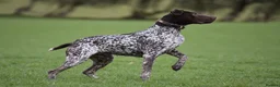 German Shorthaired Pointer dogs for sale: German shorthair pointer puppies - Advert 4