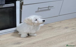 Maltese dogs for sale: Lovely maltese ready to go - Image 1